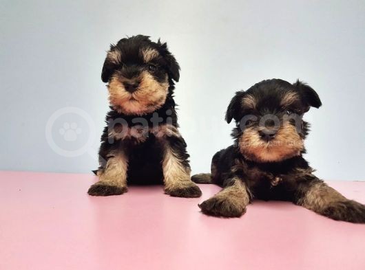 Resmi̇ Üreti̇ci̇den Mi̇nyatür Schnauzer Yavrular görsel
