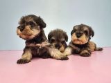 Resmi̇ Üreti̇ci̇den Mi̇nyatür Schnauzer Yavrular