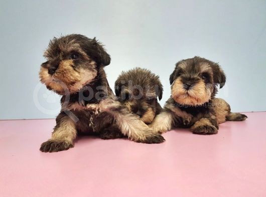 Resmi̇ Üreti̇ci̇den Mi̇nyatür Schnauzer Yavrular görsel