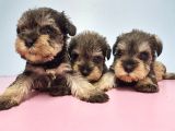 Resmi̇ Üreti̇ci̇den Mi̇nyatür Schnauzer Yavrular
