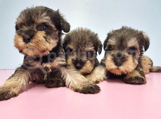 Resmi̇ Üreti̇ci̇den Mi̇nyatür Schnauzer Yavrular görsel