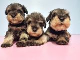 Resmi̇ Üreti̇ci̇den Mi̇nyatür Schnauzer Yavrular