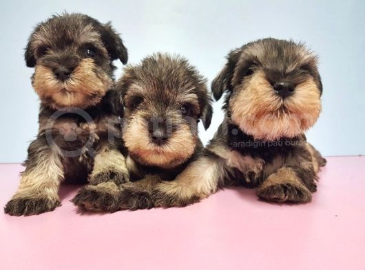 Resmi̇ Üreti̇ci̇den Mi̇nyatür Schnauzer Yavrular görsel