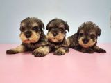 Resmi̇ Üreti̇ci̇den Mi̇nyatür Schnauzer Yavrular