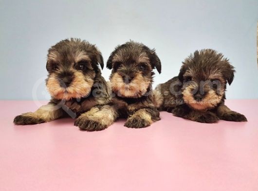 Resmi̇ Üreti̇ci̇den Mi̇nyatür Schnauzer Yavrular görsel
