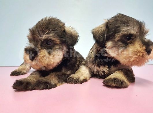 Resmi̇ Üreti̇ci̇den Mi̇nyatür Schnauzer Yavrular görsel