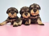 Resmi̇ Üreti̇ci̇den Mi̇nyatür Schnauzer Yavrular
