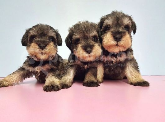 Resmi̇ Üreti̇ci̇den Mi̇nyatür Schnauzer Yavrular görsel