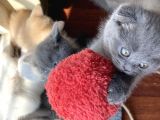 1.5 Aylık Scottish Fold Dişi