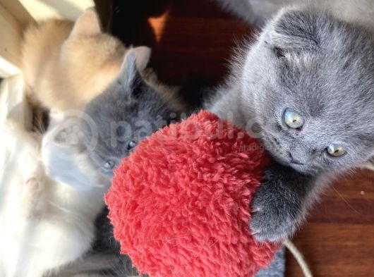 1.5 Aylık Scottish Fold Dişi görsel