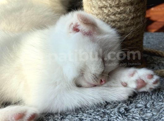 Kırık Kulaklı Ful Beyaz 1.5 Aylık Dişi görsel