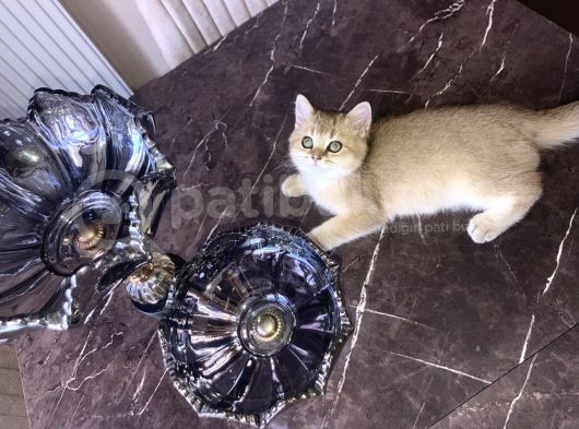 British Shorthair Erkek 
