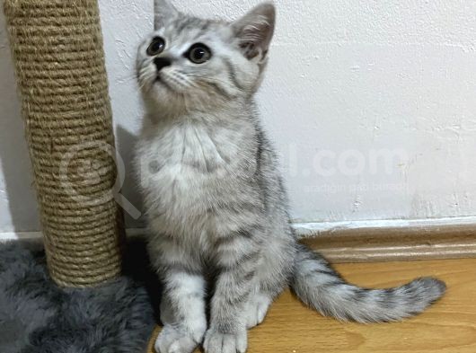 Dişi Bristsh görsel