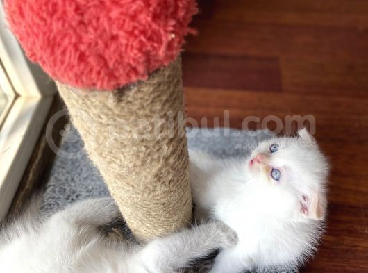 Kırık Kulaklı Ful Beyaz 1.5 Aylık Dişi görsel
