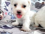 Maltese Yavru (Bursa Köpek Okulu)