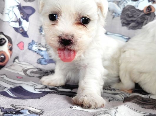 Maltese Yavru (Bursa Köpek Okulu) görsel