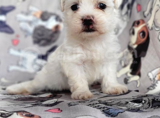 Maltese Yavru (Bursa Köpek Okulu)