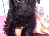 Black Poodle Bebekler