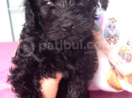 Black Poodle Bebekler görsel