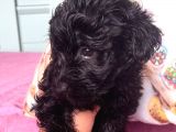Black Poodle Bebekler