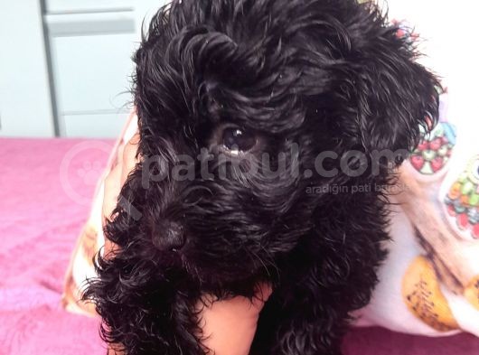 Black Poodle Bebekler görsel