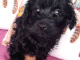 Black Poodle Bebekler