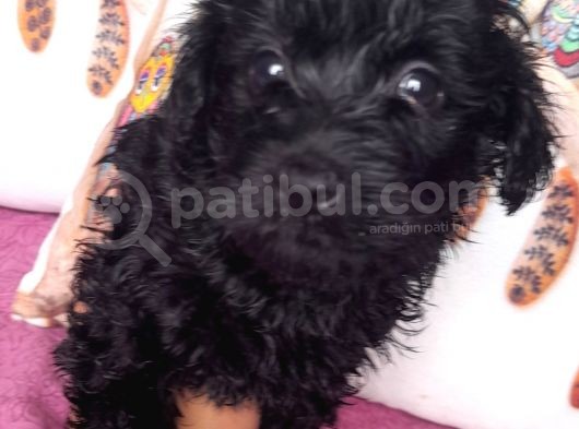 Black Poodle Bebekler