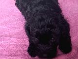 Black Poodle Bebekler