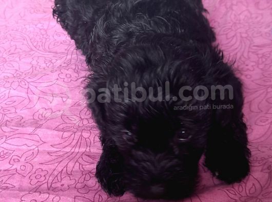 Black Poodle Bebekler görsel