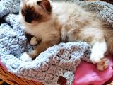 Yurtdışı Şecereli Erkek Ragdoll Yavru Kedi