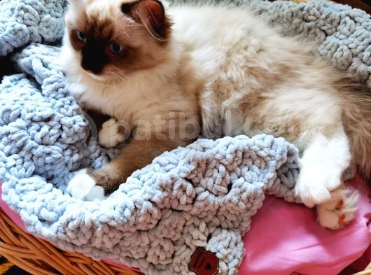 Yurtdışı Şecereli Erkek Ragdoll Yavru Kedi görsel