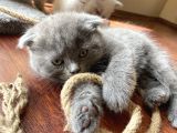 1.5 Aylık Scottish Fold Dişi