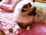 Yurtdışı Şecereli Erkek Ragdoll Yavru Kedi