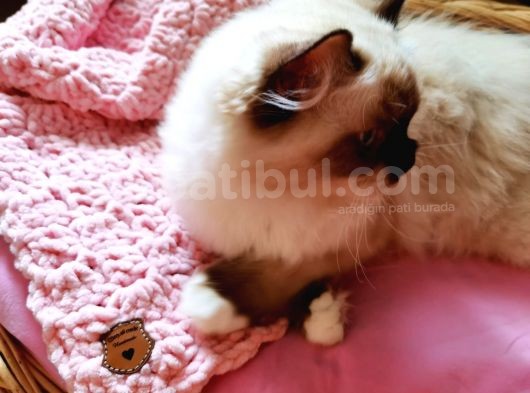 Yurtdışı Şecereli Erkek Ragdoll Yavru Kedi görsel