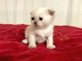 5 Adet 1 Aylık Scottish Fold Ve British Short Hair Yavrularımız Yeni Ailelerini Bekliyor