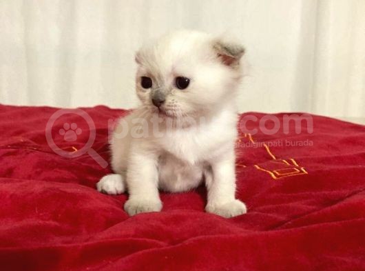 5 Adet 1 Aylık Scottish Fold Ve British Short Hair Yavrularımız Yeni Ailelerini Bekliyor görsel