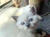 British Blue Point 1.5 Aylık 2 Tane Kızım Var