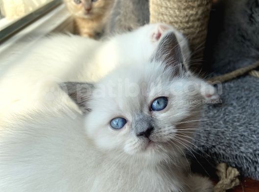 British Blue Point 1.5 Aylık 2 Tane Kızım Var görsel
