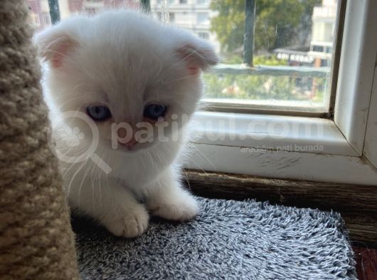 Kırık Kulaklı Ful Beyaz 1.5 Aylık Dişi görsel