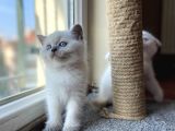 British Blue Point 1.5 Aylık 2 Tane Kızım Var
