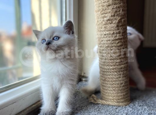British Blue Point 1.5 Aylık 2 Tane Kızım Var görsel