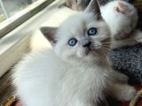 British Blue Point 1.5 Aylık 2 Tane Kızım Var