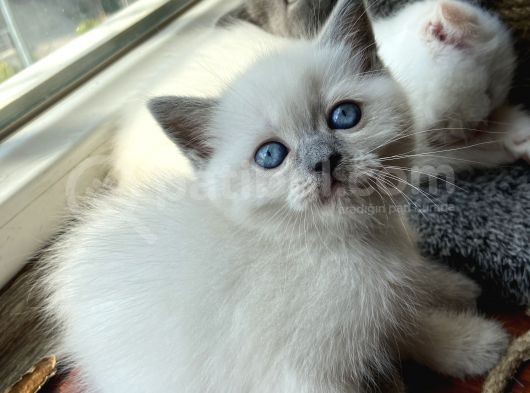 British Blue Point 1.5 Aylık 2 Tane Kızım Var görsel