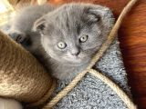 1.5 Aylık Scottish Fold Dişi