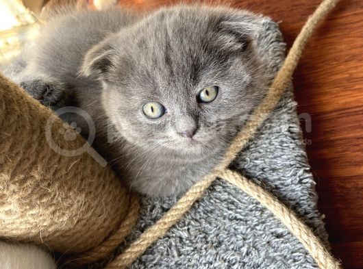 1.5 Aylık Scottish Fold Dişi görsel