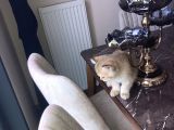 British Shorthair Erkek 