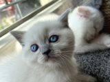 British Blue Point 1.5 Aylık 2 Tane Kızım Var