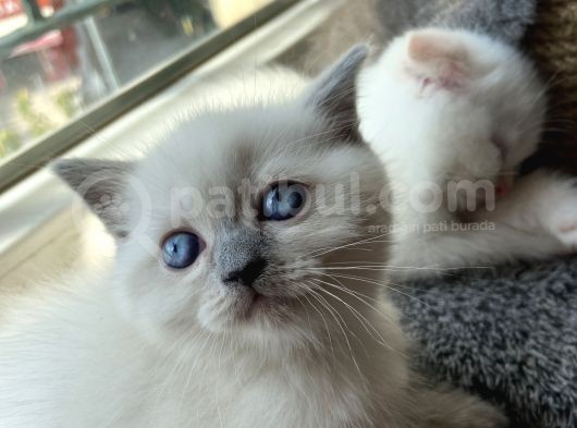 British Blue Point 1.5 Aylık 2 Tane Kızım Var görsel