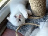 Kırık Kulaklı Ful Beyaz 1.5 Aylık Dişi