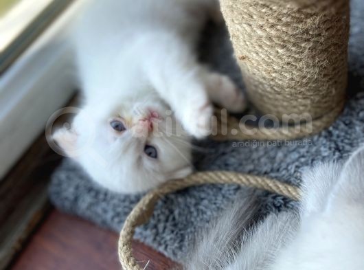 Kırık Kulaklı Ful Beyaz 1.5 Aylık Dişi görsel